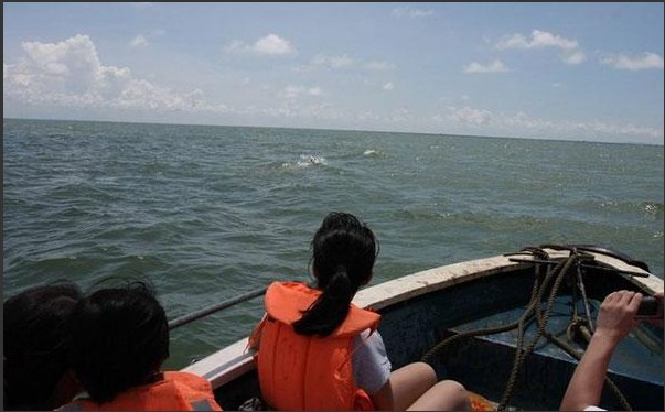 海豚妈妈驮死亡宝贝回家 世界奇闻