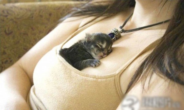 美女用胸乳养宠物的超雷人怪招图集 软绵绵关爱(组图)