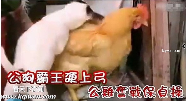 好色小狗，光天化日蹂躏鸡(组图)