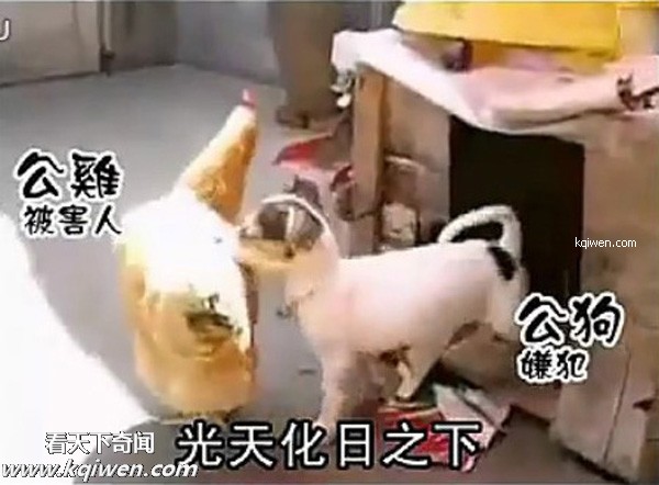 好色小狗，光天化日蹂躏鸡(组图)