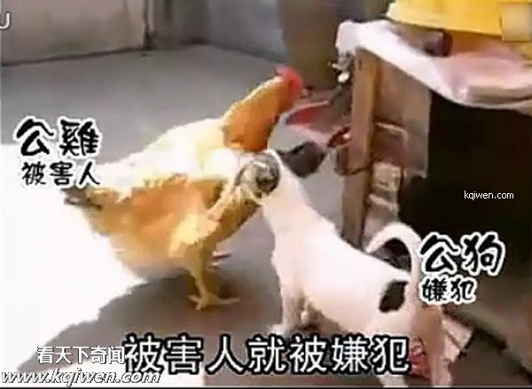 好色小狗，光天化日蹂躏鸡(组图)