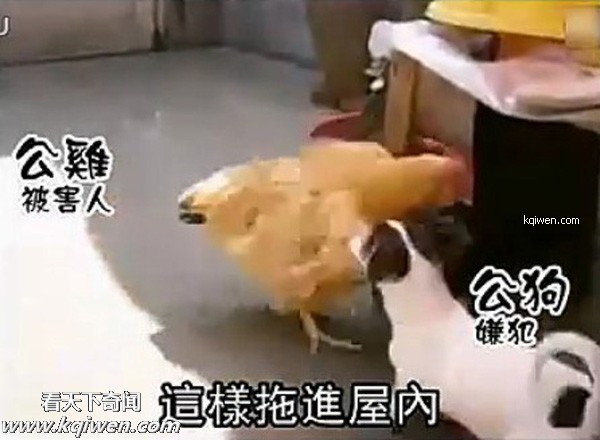 好色小狗，光天化日蹂躏鸡(组图)
